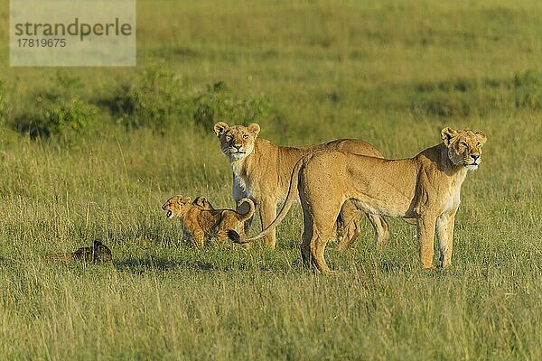 Afrikanischer Löwe (Panthera Leo)  zwei Löwinnen mit Jungtieren  Masai Mara National Reserve  Kenia  Afrika