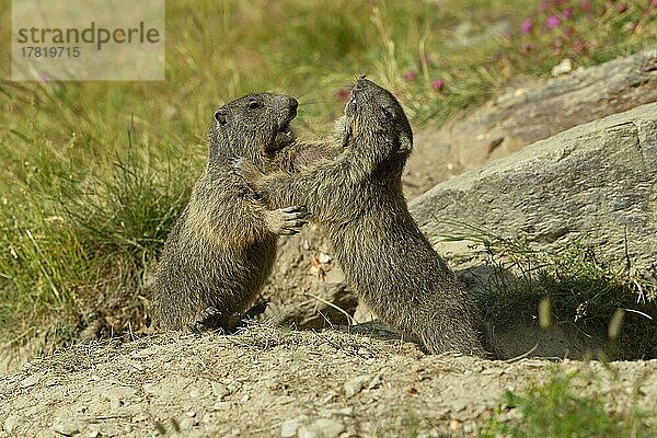 Alpenmurmeltier (Marmota marmota)  Jungtiere  spielerischer Kampf  Wallis  Schweiz  Europa