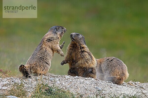 Alpenmurmeltier (Marmota marmota)  Kampf  Wallis  Schweiz  Europa