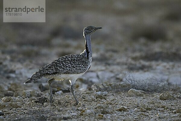 Kragentrappe (Chlamydotis undulata fuertaventurae)  Fuerteventura  Spanien  Europa