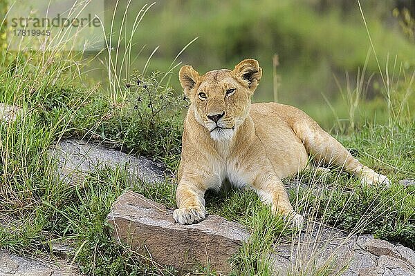 Afrikanischer Löwe (Panthera Leo)  Weibchen liegend  Masai Mara National Reserve  Kenia  Afrika