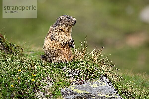 Alpenmurmeltier (Marmota marmota)  Wallis  Schweiz  Europa