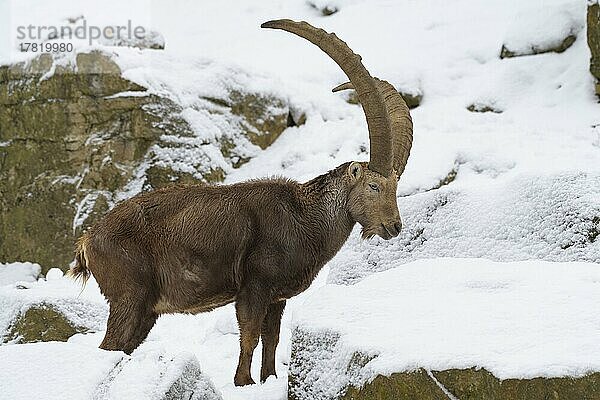 Alpensteinbock (Capra ibex)  im Winter  captive