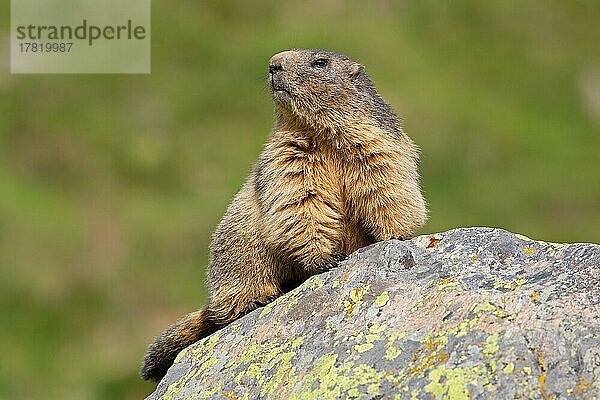 Alpenmurmeltier (Marmota marmota)  Wallis  Schweiz  Europa