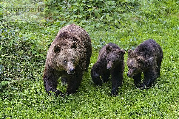 Braunbär (Ursus arctos)  Weibchen mit zwei Jungen  captive