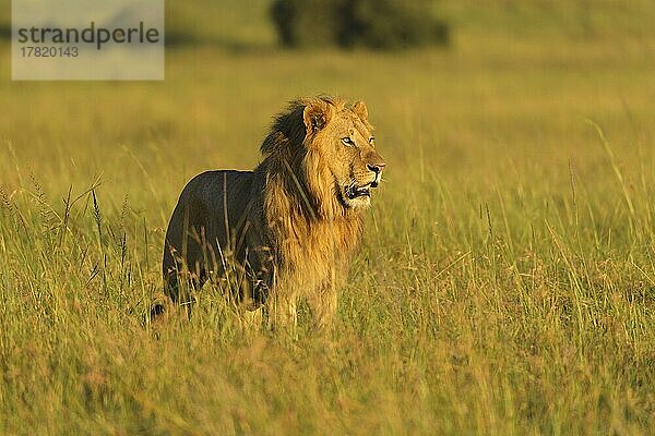 Afrikanischer Löwe (Panthera Leo)  Männchen  in der Savanne  Masai Mara National Reserve  Kenia  Afrika