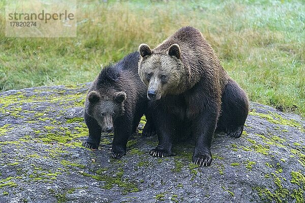 Braunbär (Ursus arctos)  Weibchen mit Jungtier  captive