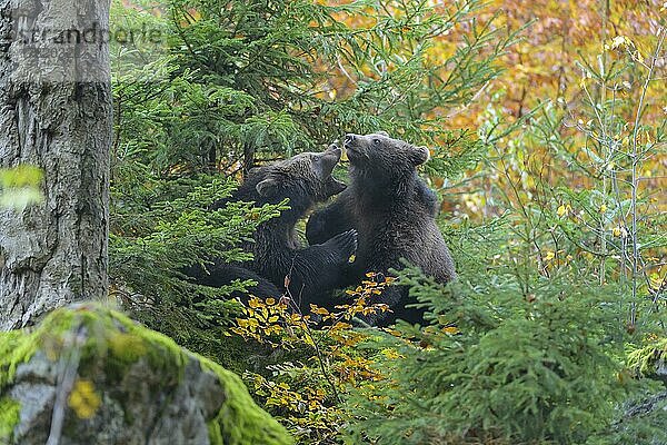 Braunbär (Ursus arctos)  zwei kämpfende Jungtiere im Herbst  captive