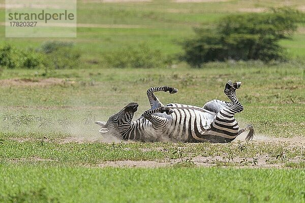 Steppenzebra (Equus quagga)  beim Staubbad  Masai Mara National Reserve  Kenia  Afrika