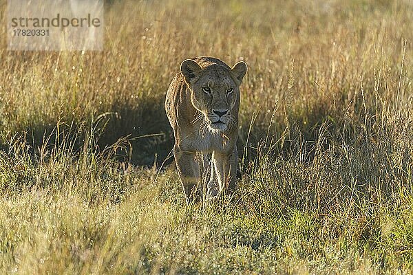 Afrikanischer Löwe (Panthera Leo)  weiblich  Masai Mara National Reserve  Kenia  Afrika