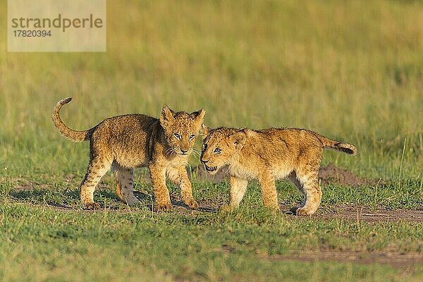 Afrikanischer Löwe (Panthera Leo)  zwei Junge  Masai Mara National Reserve  Kenia  Afrika
