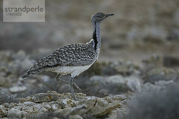 Kragentrappe (Chlamydotis undulata fuertaventurae)  Fuerteventura  Spanien  Europa