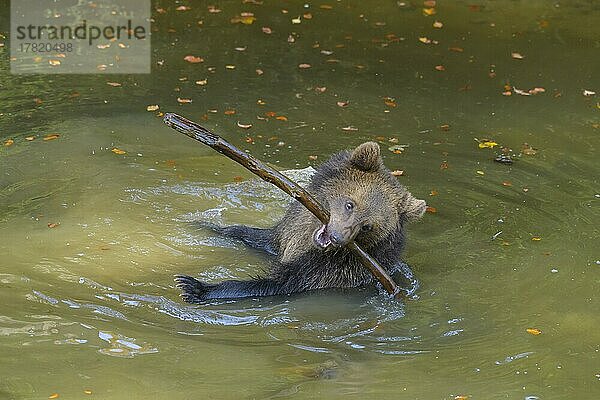 Braunbär (Ursus arctos)  Jungtier im Teich  spielt mit einem Ast  captive