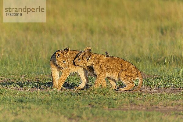 Afrikanischer Löwe (Panthera Leo)  zwei Junge  Masai Mara National Reserve  Kenia  Afrika
