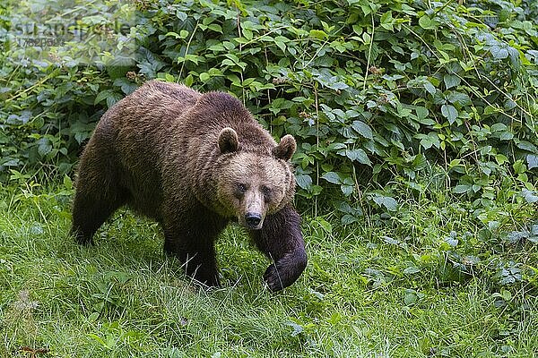 Europäischer Braunbär (Ursus arctos)  laufend  captive