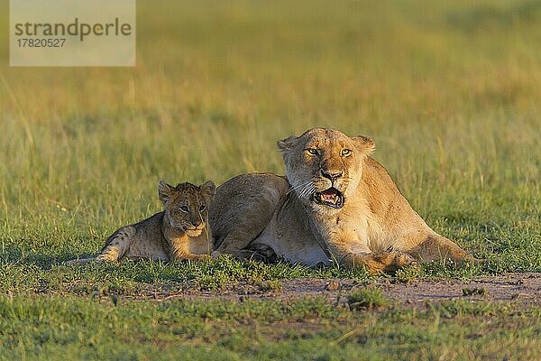 Afrikanischer Löwe (Panthera Leo)  Löwin mit Jungtier  Masai Mara National Reserve  Kenia  Afrika