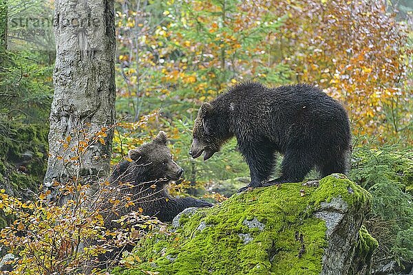 Braunbär (Ursus arctos)  zwei kämpfende Jungtiere im Herbst  captive