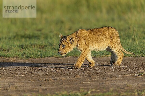 Afrikanischer Löwe (Panthera Leo)  laufendes Jungtier  Masai Mara National Reserve  Kenia  Afrika