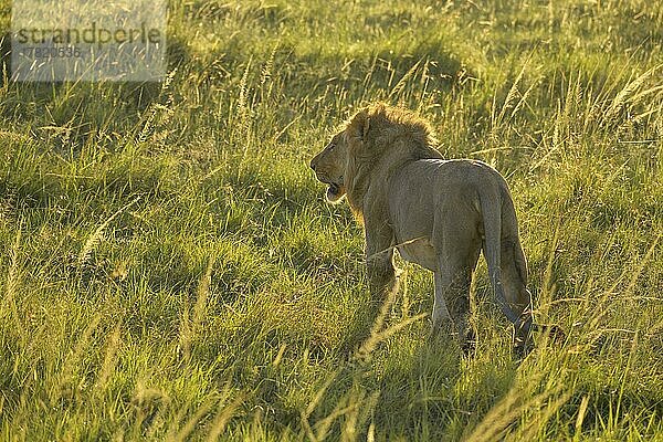 Afrikanischer Löwe (Panthera Leo)  Männchen  in der Savanne  Masai Mara National Reserve  Kenia  Afrika