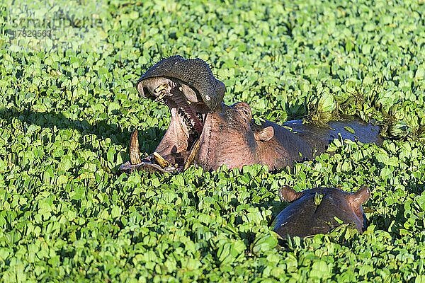 Flusspferd (Hippopotamus amphibus)  in einem mit Wassersalat bewachsenen Teich  Masai Mara National Reserve  Kenia  Afrika