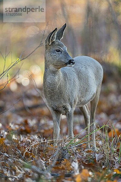 Reh (Capreolus capreolus)  weiblich im Wald