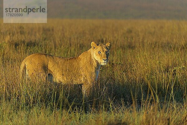 Afrikanischer Löwe (Panthera Leo)  Weibchen am Morgen  Masai Mara National Reserve  Kenia  Afrika