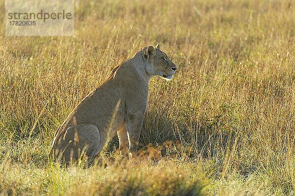 Afrikanischer Löwe (Panthera Leo)  Weibchen am Morgen  Masai Mara National Reserve  Kenia  Afrika