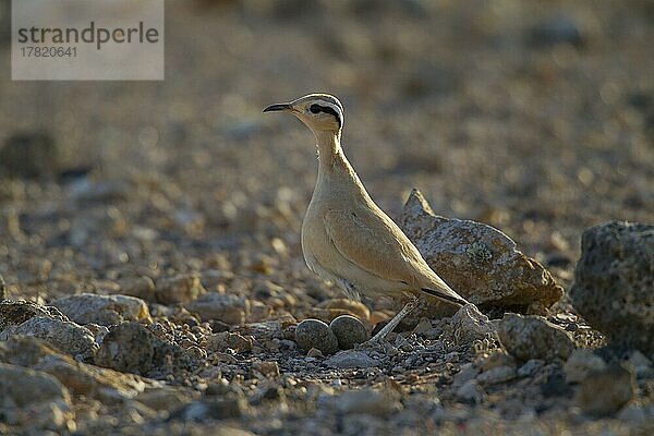 Rennvogel (Cursorius cursor) auf dem Gelege  Fuerteventura  Spanien  Europa