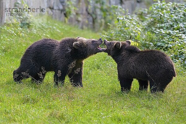 Europäischer Braunbär (Ursus arctos)  zwei kämpfende Jungtiere  captive