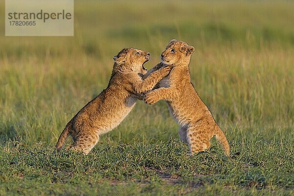 Afrikanischer Löwe (Panthera Leo)  zwei Junge im Kampf  Masai Mara National Reserve  Kenia  Afrika