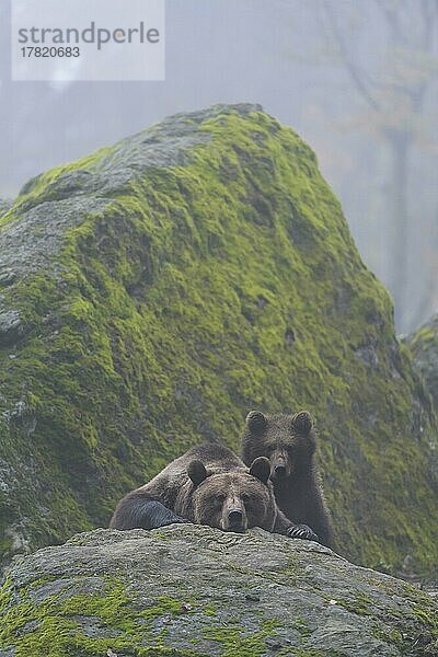 Braunbär (Ursus arctos)  Weibchen mit Jungtier im Herbst  captive
