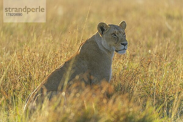 Afrikanischer Löwe (Panthera Leo)  Weibchen am Morgen  Masai Mara National Reserve  Kenia  Afrika