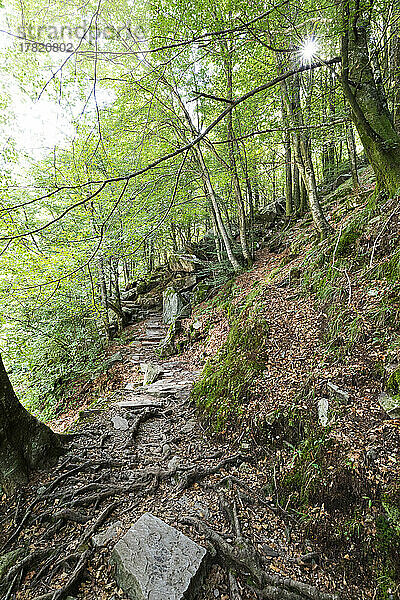 Schweiz  Tessin  Waldweg im Valle Verzasca