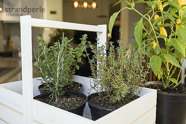 Potted rosemary and thyme plants in basket at home