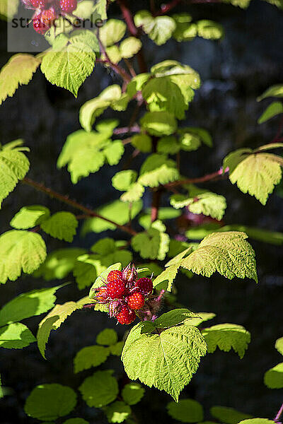 Japanische Weinbeere (Rubus phoenicolasius) wächst im Freien
