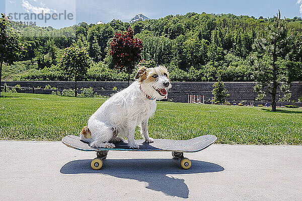 Hund sitzt auf Skateboard vor Bäumen