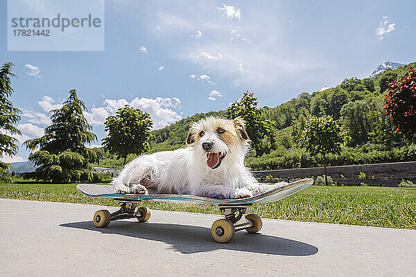 Niedlicher Jack-Russell-Terrier  der auf Skateboard sitzt