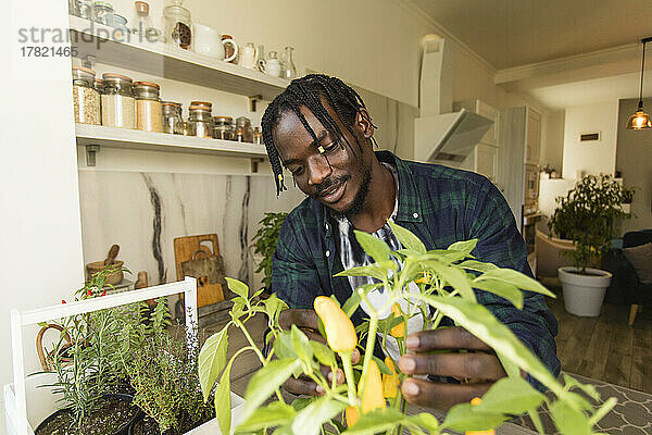 Junger Mann untersucht Chili-Pfefferpflanze in der Küche