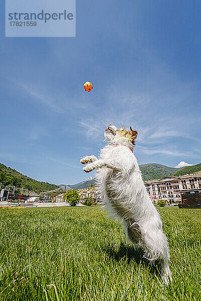 Jack Russell Terrier spielt mit Ball im Park