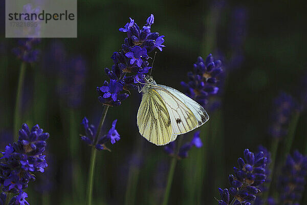 Weißer Schmetterling  der auf blühendem Lavendel hockt