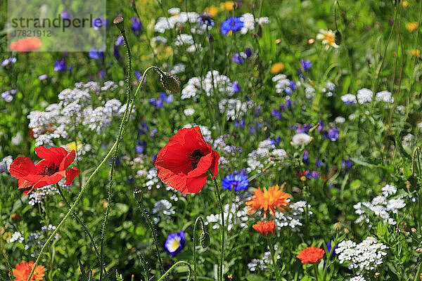 Mohnblumen blühen auf einer farbenfrohen Sommerwiese