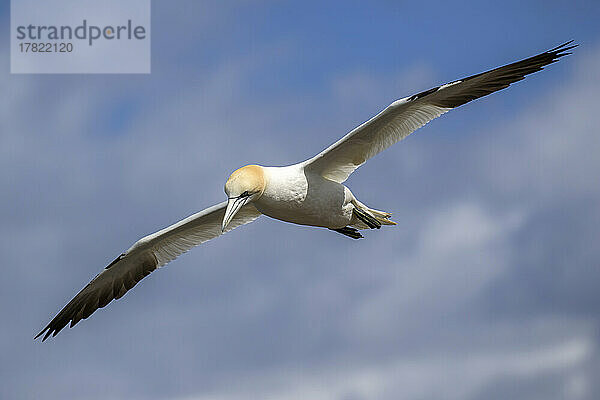 Northern gannet (Morus bassanus) flying against sky