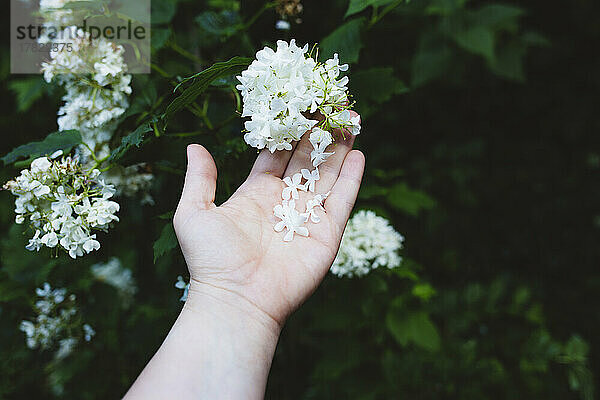 Hand einer Frau berührt Sambucus-Blumen im Garten