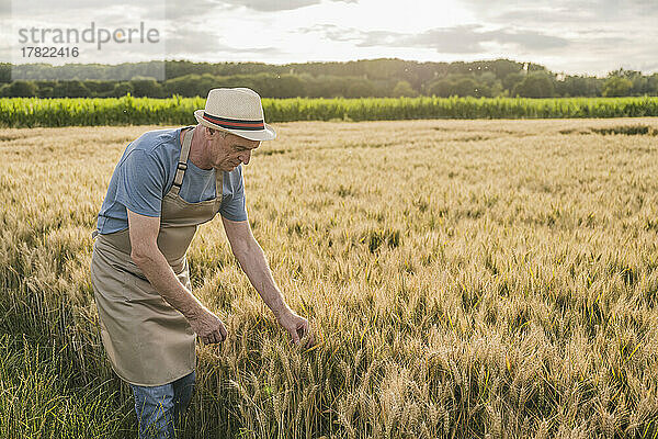 Bauer mit Schürze untersucht Weizen auf dem Bauernhof