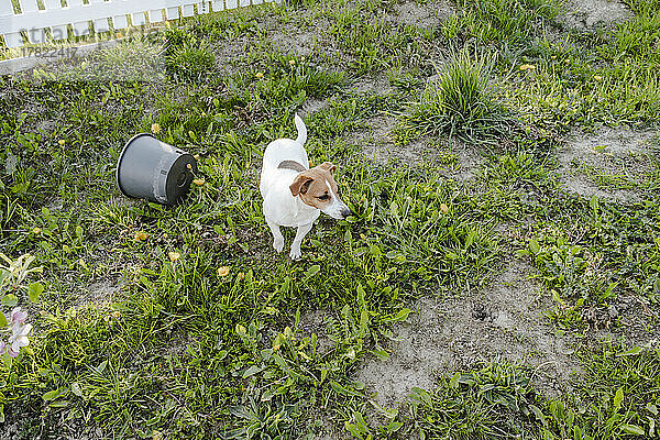 Jack Russell Terrier steht im Garten
