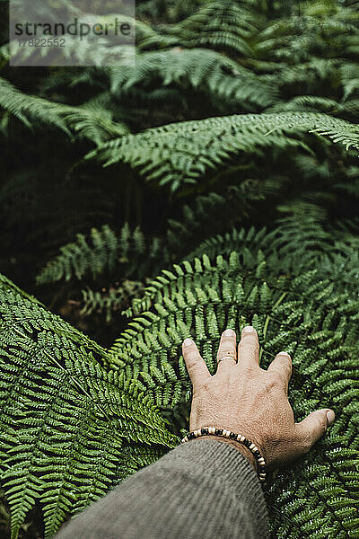 Hand eines Mannes  der frische grüne Blätter berührt