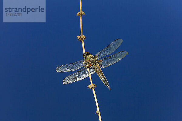 Libelle hockt in der Abenddämmerung auf einem Pflanzenstamm vor dem klaren blauen Himmel