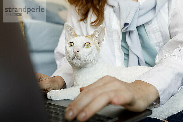 Geschäftsfrau benutzt Laptop mit Katze auf dem Schoß im Heimbüro