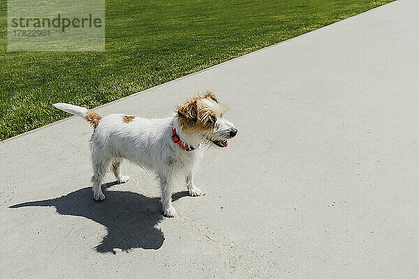 Niedlicher Jack Russell Terrier steht auf der Straße