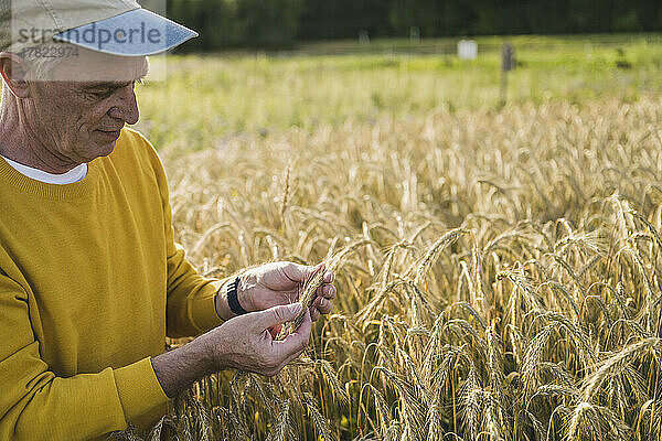 Älterer Bauer mit Mütze untersucht die Weizenernte auf dem Bauernhof